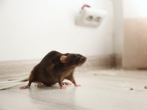 Tips for controlling rodents on Agriculture fields