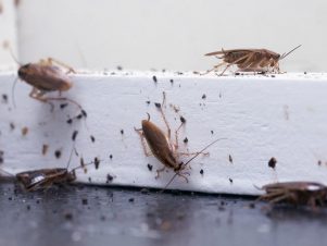 Cockroach Elimination in Homes and Farm houses