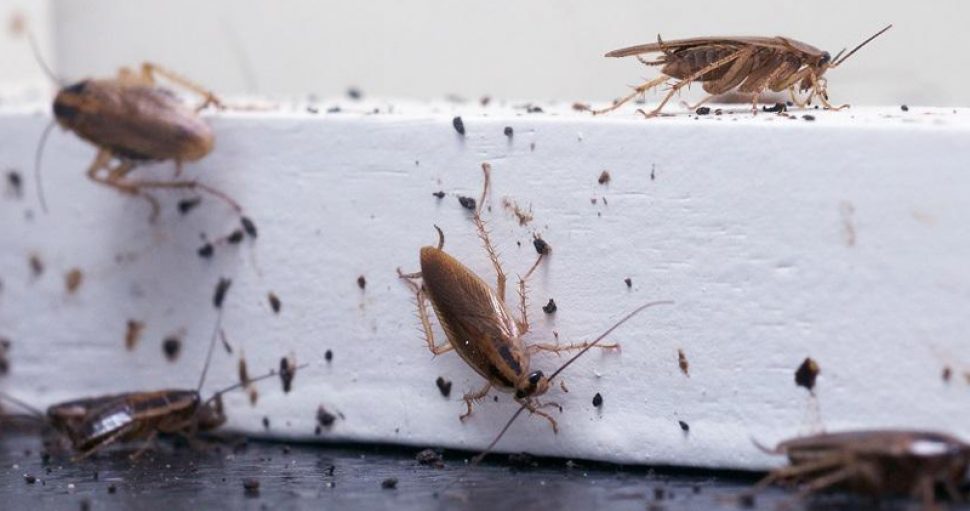 Cockroach Elimination in Homes and Farm houses