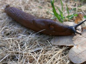 The best slug and snail control
