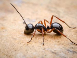 ANTS AND TERMITES CONTROL