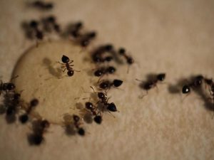 ANTS AND TERMITES CONTROL