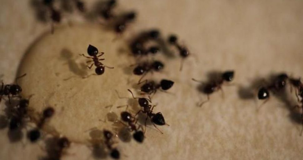 Ants & Termites control Solutions