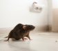 Tips for controlling rodents on Agriculture fields