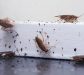 Cockroach Elimination in Homes and Farm houses